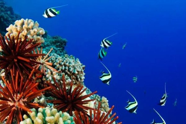 USA, Typical Hawaiian Reef Scene; Hawaii Islands, Pennant Bannerfish (Heniochus Chrysostomus) Gliding Through Water Together