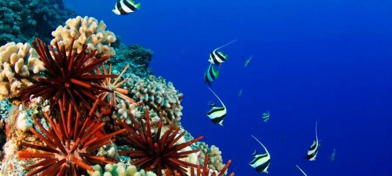 USA, Typical Hawaiian Reef Scene; Hawaii Islands, Pennant Bannerfish (Heniochus Chrysostomus) Gliding Through Water Together