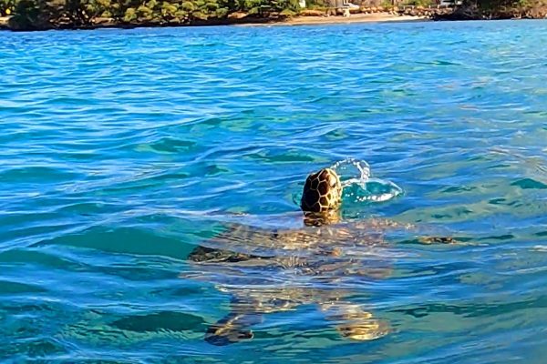 11982-crystal-clear-kayak-tour-in-kahului-1671376595