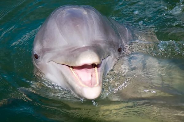 12043-two-hours-private-dolphin-tour-in-hilton-head-1671203276