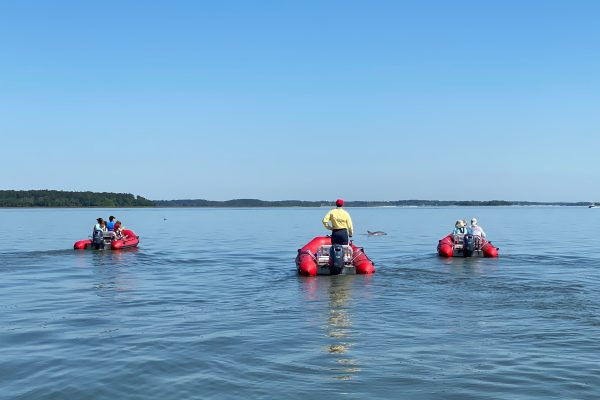 12095-mini-boat-dolphin-tour-in-hilton-head-1671299064