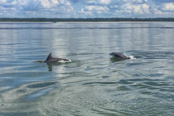 12100-dolphin-boat-tour-in-hilton-head-1671290803