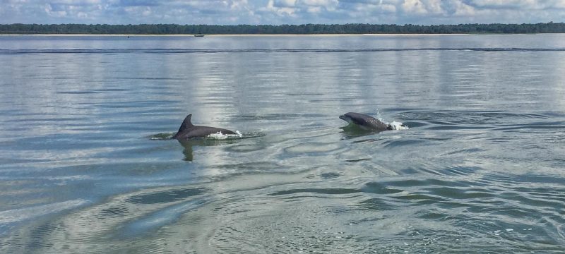 12100-dolphin-boat-tour-in-hilton-head-1671290803