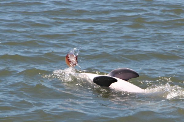 12104-dolphin-boat-tour-in-hilton-head-1671290803