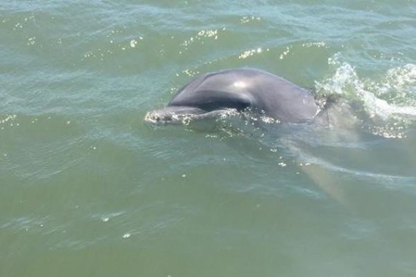 12105-dolphin-boat-tour-in-hilton-head-1671290803