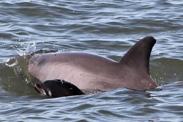 12106-dolphin-boat-tour-in-hilton-head-1671290803