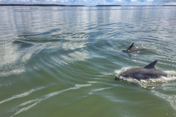 12112-dolphins-donuts-tour-in-hilton-head-1674840744