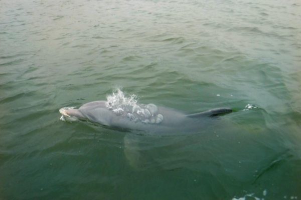 12113-dolphins-donuts-tour-in-hilton-head-1674840744