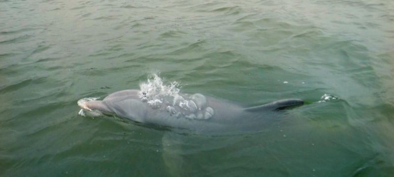 12113-dolphins-donuts-tour-in-hilton-head-1674840744