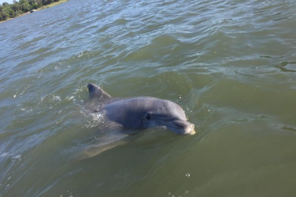 12114-dolphins-donuts-tour-in-hilton-head-1674840744