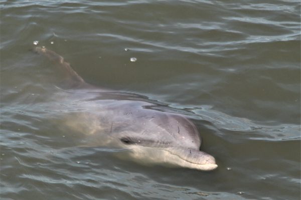 12128-private-cruise-to-see-dolphins-in-hilton-head-1671296963