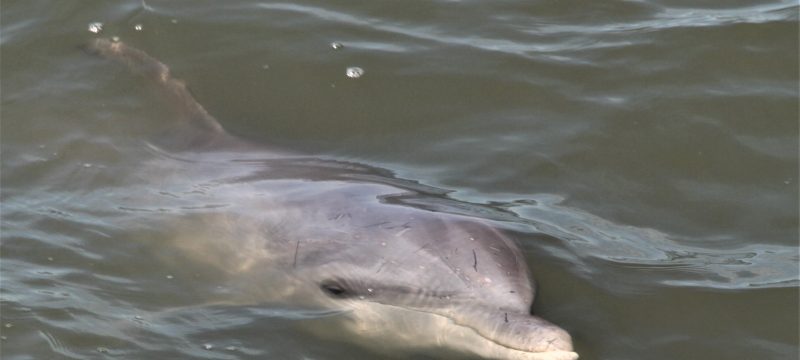 12128-private-cruise-to-see-dolphins-in-hilton-head-1671296963