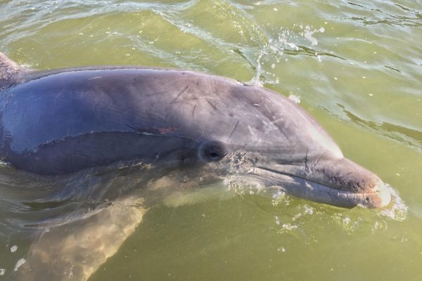 12140-sunset-fireworks-dolphin-tour-in-hilton-head-1671292239