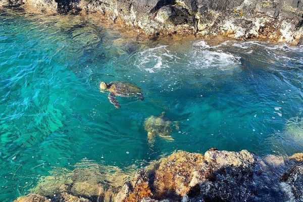 12232-sea-turtle-lagoon-and-black-sand-beach-snorkel-in-hilo-1671359811