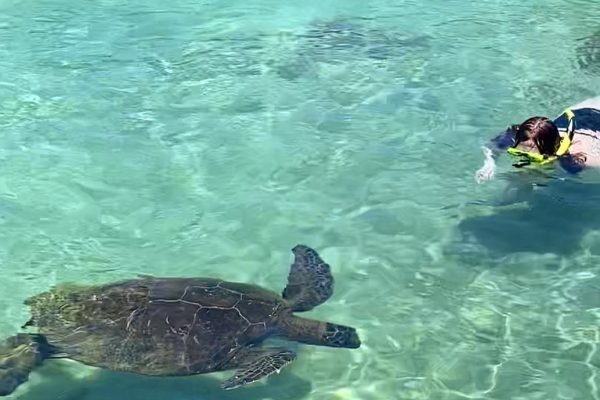 12233-sea-turtle-lagoon-and-black-sand-beach-snorkel-in-hilo-1671359812