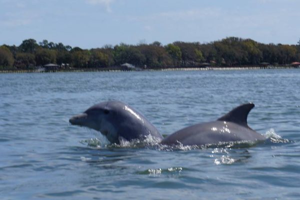 12322-two-hours-large-private-group-dolphin-tour-in-hilton-head-1671383221