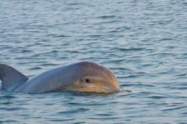 12408-mini-boat-dolphin-tour-in-hilton-head-1671458866