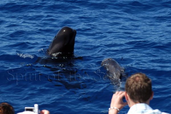 1293-dolphins-in-gran-canaria-1575397525