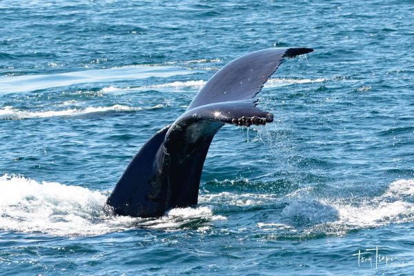 13040-whale-watching-cruise-in-monterey-1672166654