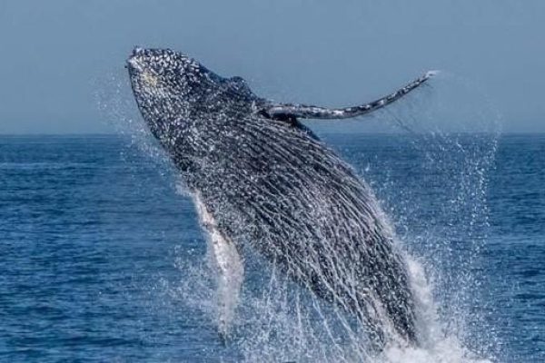 13041-whale-watching-cruise-in-monterey-1672166654