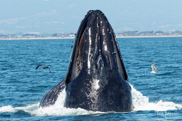 13042-whale-watching-cruise-in-monterey-1672166654