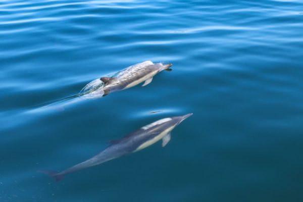 13881-sesimbra-guided-dolphin-watching-swimming-excursion-1672941253