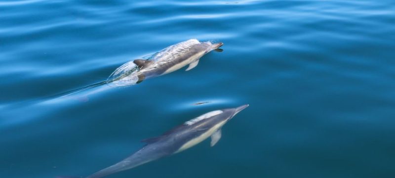 13881-sesimbra-guided-dolphin-watching-swimming-excursion-1672941253