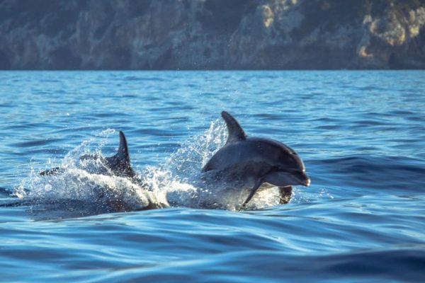 13882-sesimbra-guided-dolphin-watching-swimming-excursion-1672941253