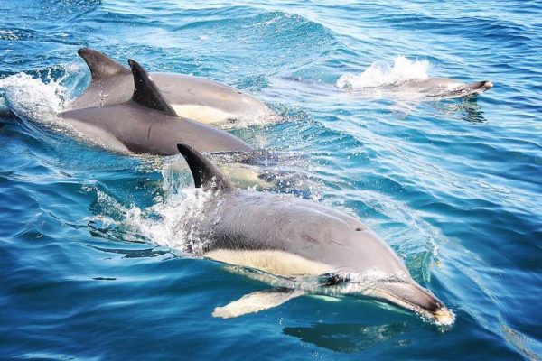 1396-dolphins-watching-albufeira-1575397565