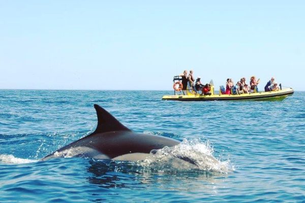 1399-dolphin-watching-algarve-1575397566