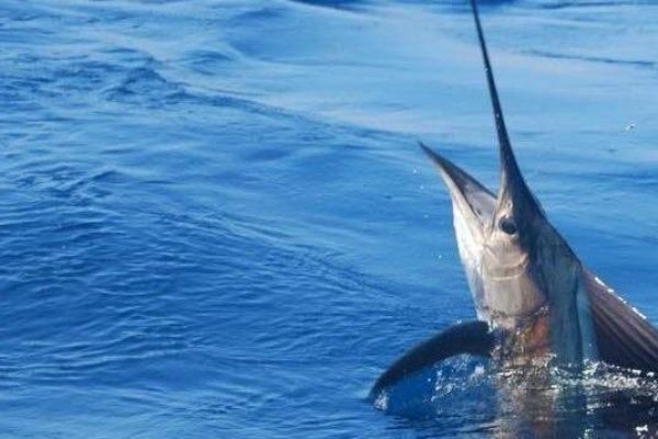 14244-private-half-day-deep-fishing-in-providenciales-1673352579