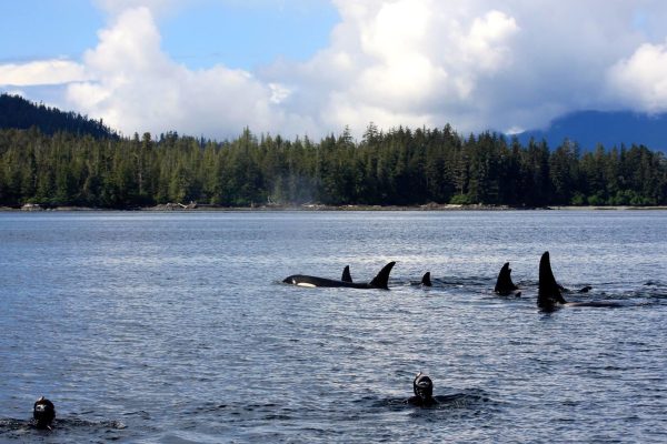 14809-snorkeling-tour-in-ketchikan-1673715518