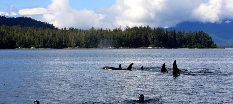 14809-snorkeling-tour-in-ketchikan-1673715518