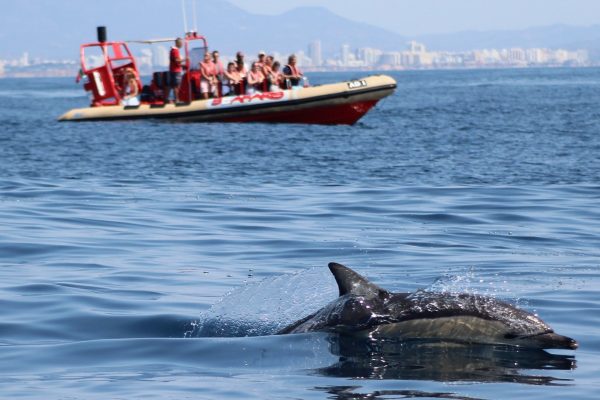 1518-dolphin-watching-tour-in-lagos-1575397606