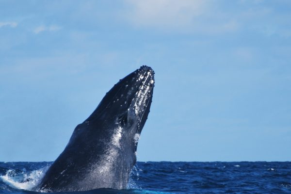 1543-whales-sao-miguel-1575397618