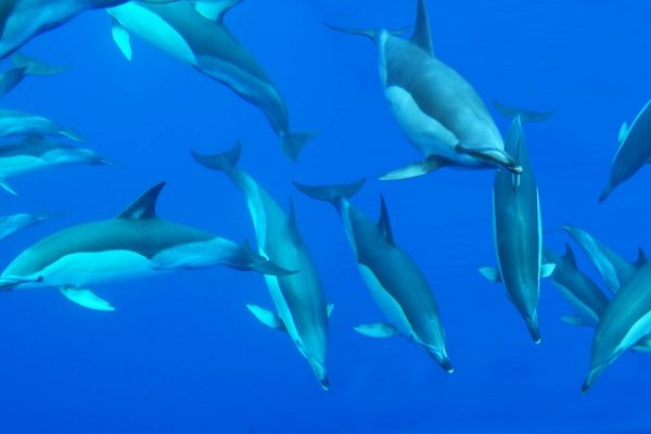 1544-dolphins-azores-1575397618