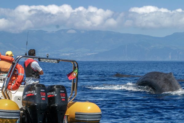 1573-whale-watching-and-islet-boat-tour-in-sao-miguel-1575397632