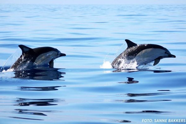 1594-swimming-with-dolphins-in-sao-miguel-1575397642