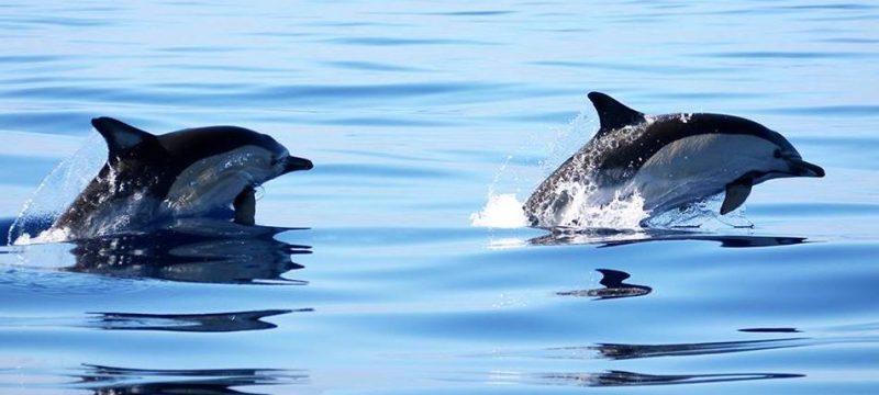 1600-dolphin-watching-in-azores-1575397644