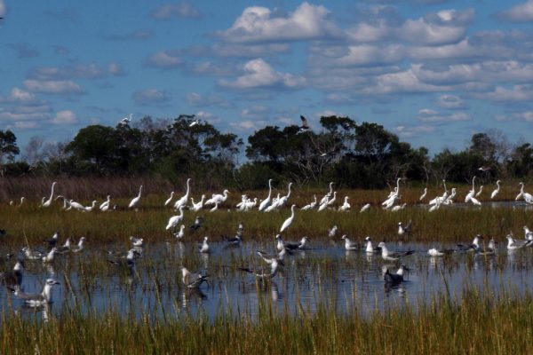 16854-wildlife-kayak-tour-in-maryland-1676053452