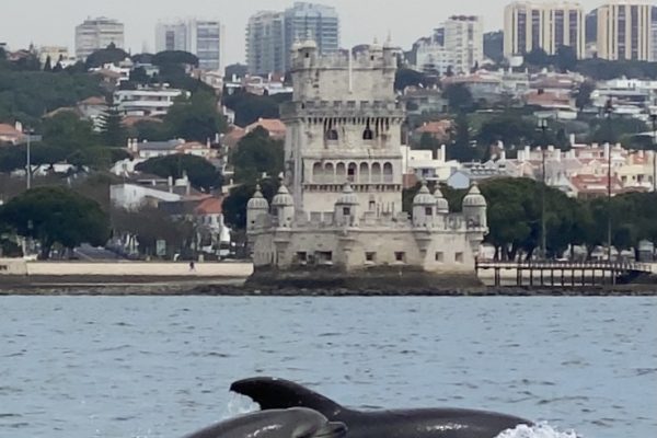 17329-comece-o-seu-dia-com-a-observacao-de-golfinhos-1676479604