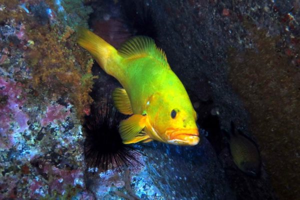 1743-colorful-underwater-world-in-madeira-1575397701