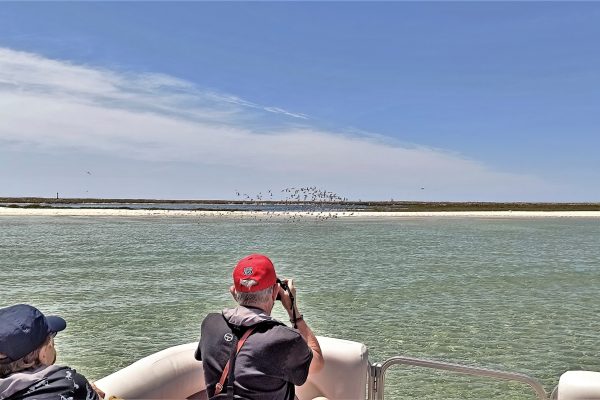 17968-birdwatching-and-nature-cruise-in-ria-formosa-1678125405