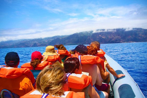 1798-dolphin-watching-in-madeira-1575397729