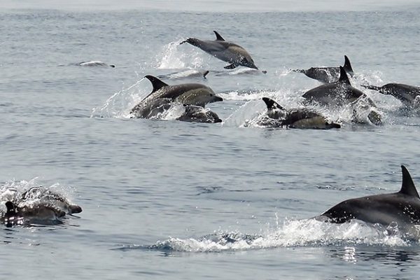 18889-caves-and-dolphins-boat-tour-in-albufeira-1679423118