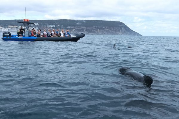 18930-dolphin-watching-in-arrabida-national-park-1679430614