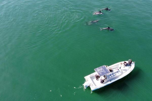 18932-dolphin-watching-in-arrabida-national-park-1679430614