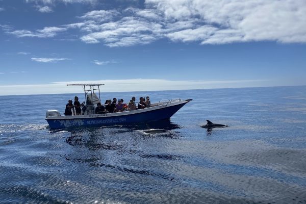 18935-dolphin-watching-in-arrabida-national-park-1679430615