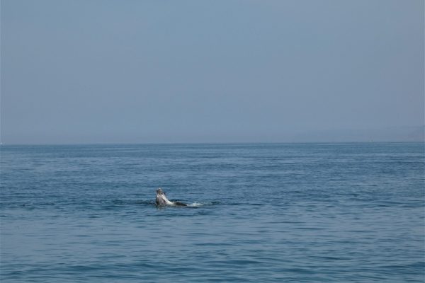 18936-dolphin-watching-in-arrabida-national-park-1679430615