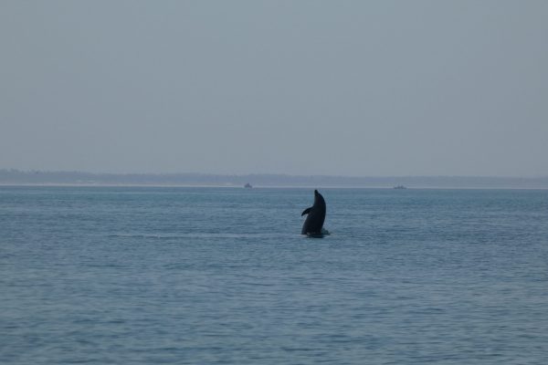 18937-dolphin-watching-in-arrabida-national-park-1679430615